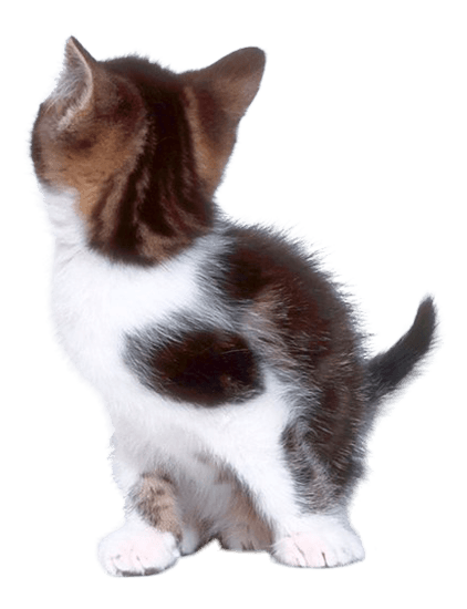 Kitten Cat PNG Transparent - Kitten Png