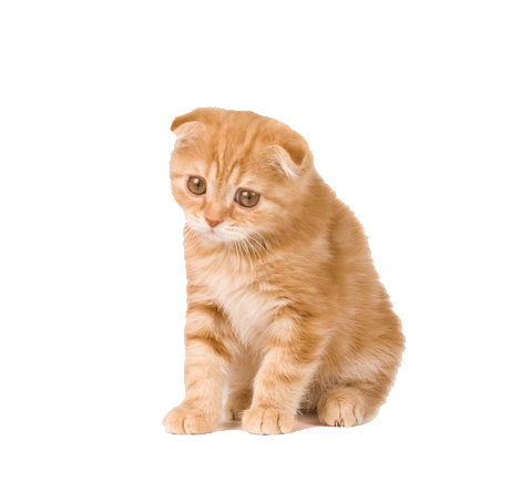 Kitten PNG HD Images Transparent BG pngteam.com