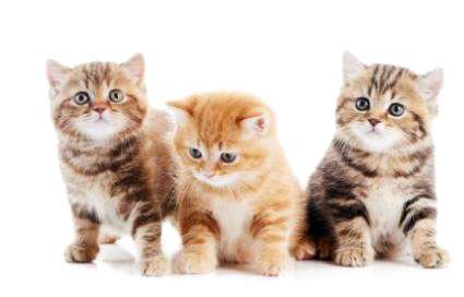 Cute Kittens PNG HD 