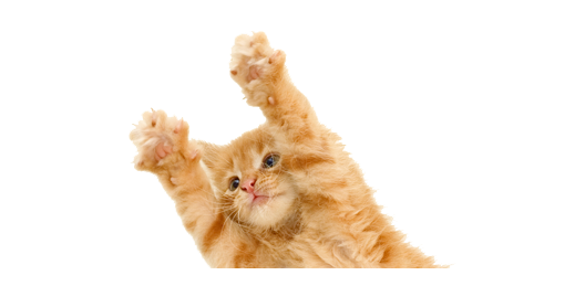 Kitten PNG Transparent pngteam.com