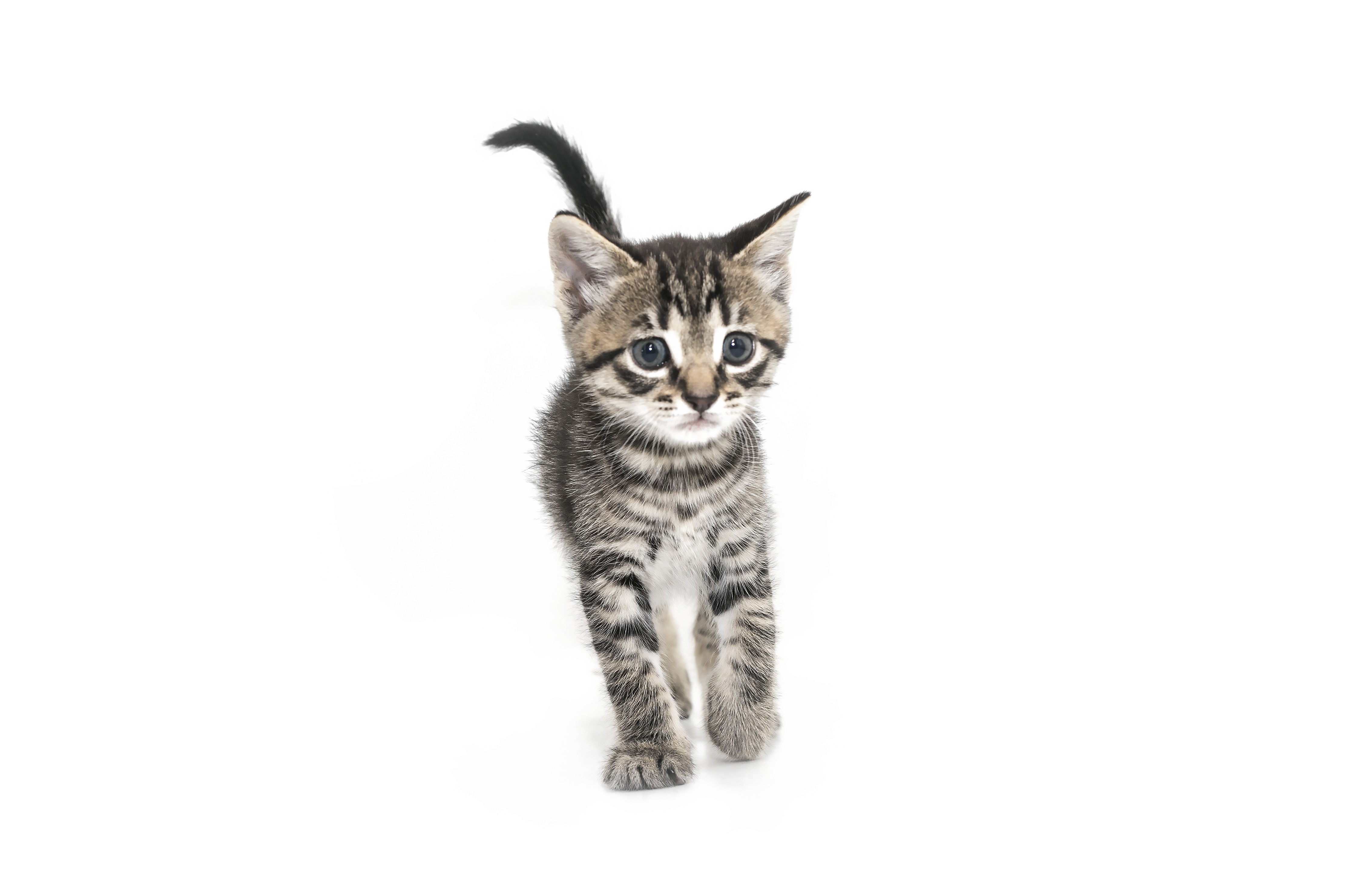 Kitten PNG Image in High Definition pngteam.com