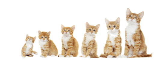 Kittens PNG Picture Transparent - Kitten Png