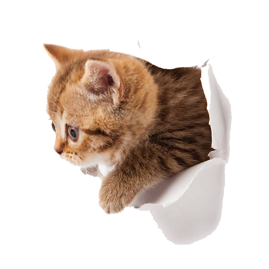 Kitten Icon PNG in Transparent - Kitten Png