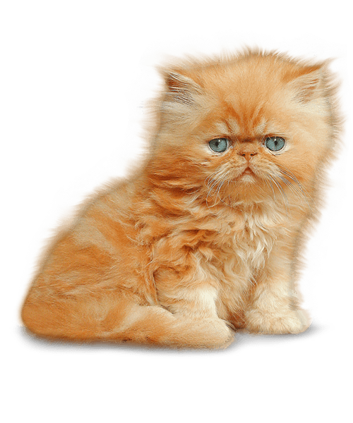 Kitten like Garfield PNG Transparent - Kitten Png