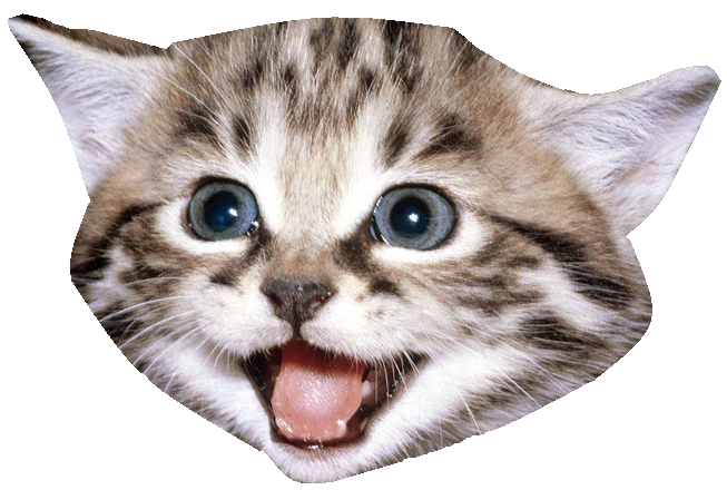 Kitten Cat PNG in Transparent - Kitten Png