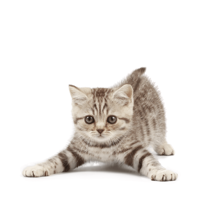 Cute Kitten PNG High Definition Photo Image - Kitten Png