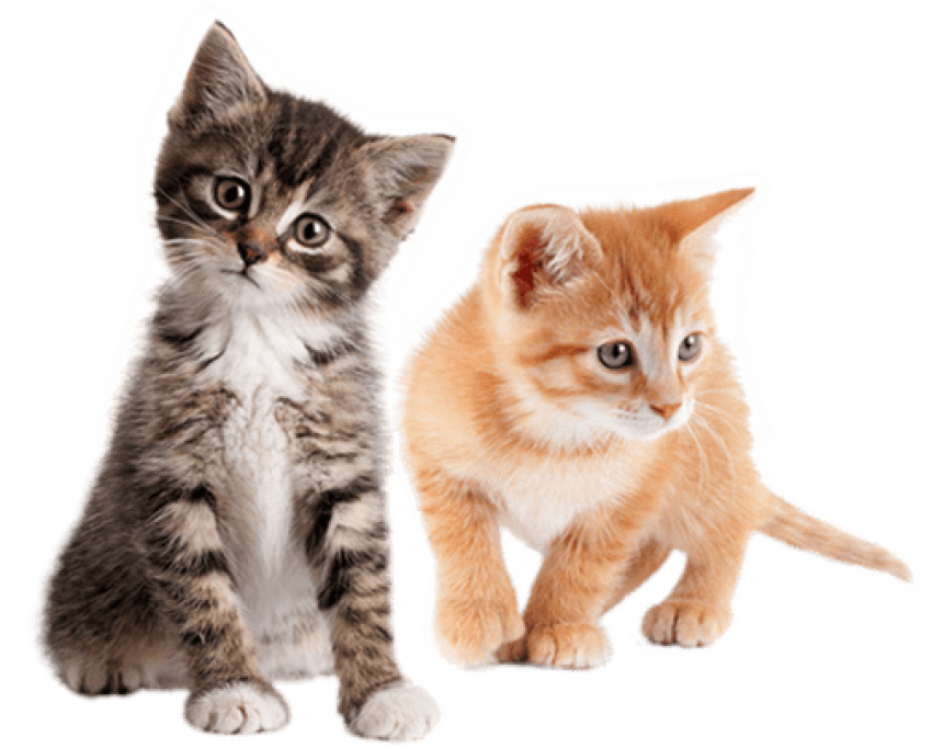 Kittens PNG High Definition Photo Image pngteam.com