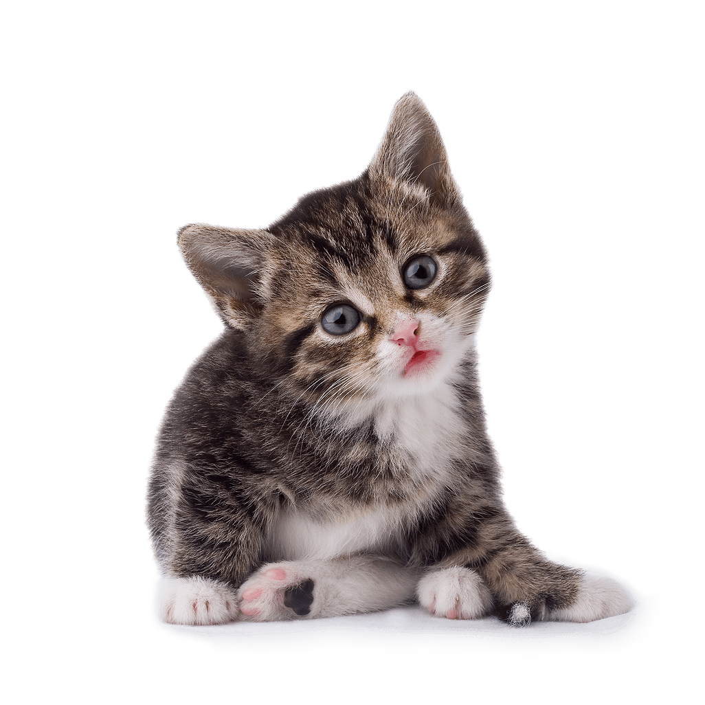 Kitten Cute PNG HD  Transparent HQ Image pngteam.com