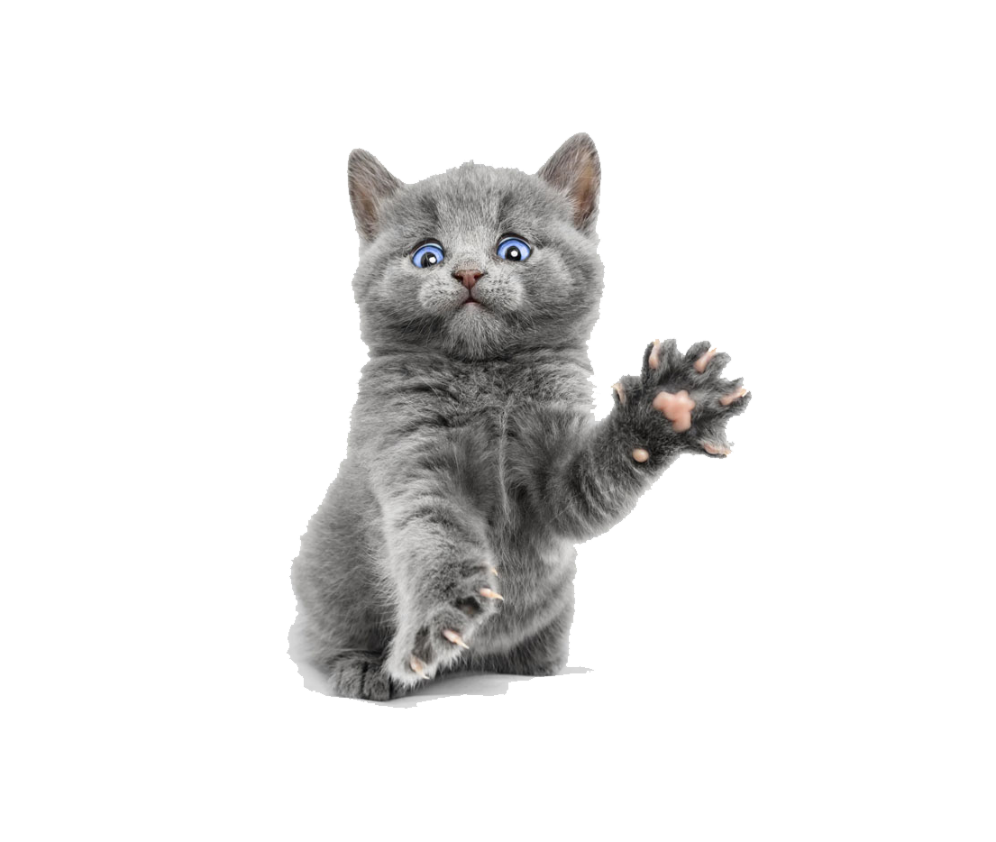 Scottish Fold Persian Cat Kitten PNG Picture Transparent pngteam.com