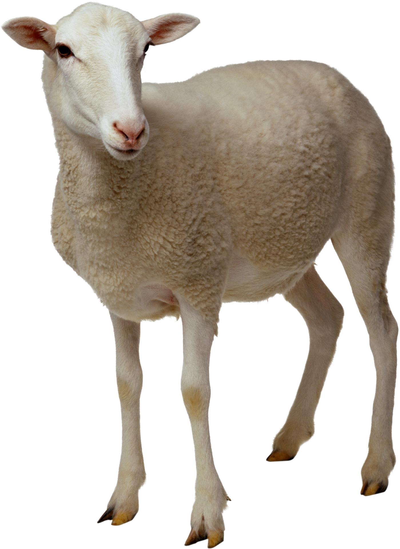 Lamb PNG HD File - Lamb Png