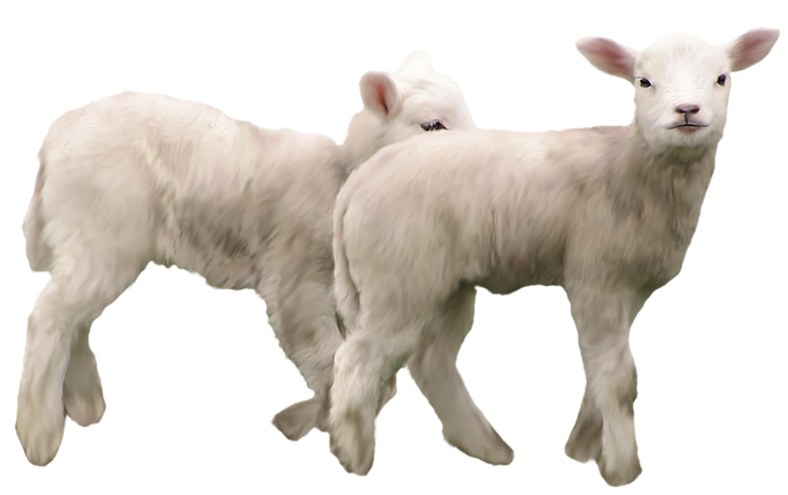 Lamb PNG Best Image - Lamb Png