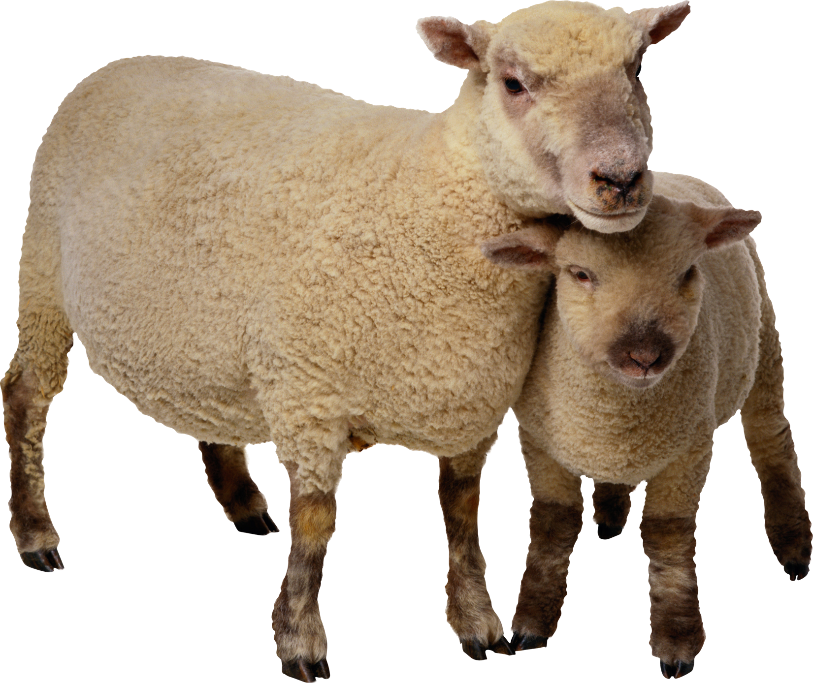 Lamb PNG pngteam.com