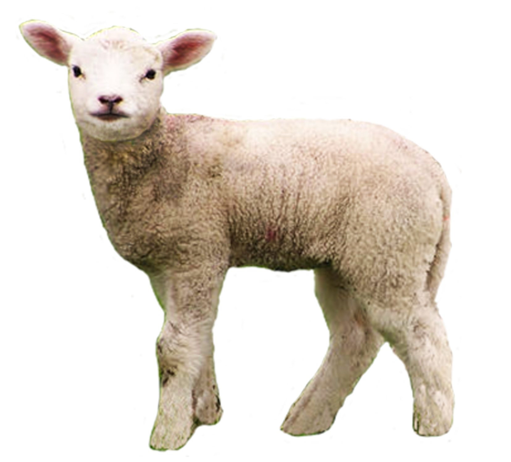 Lamb PNG