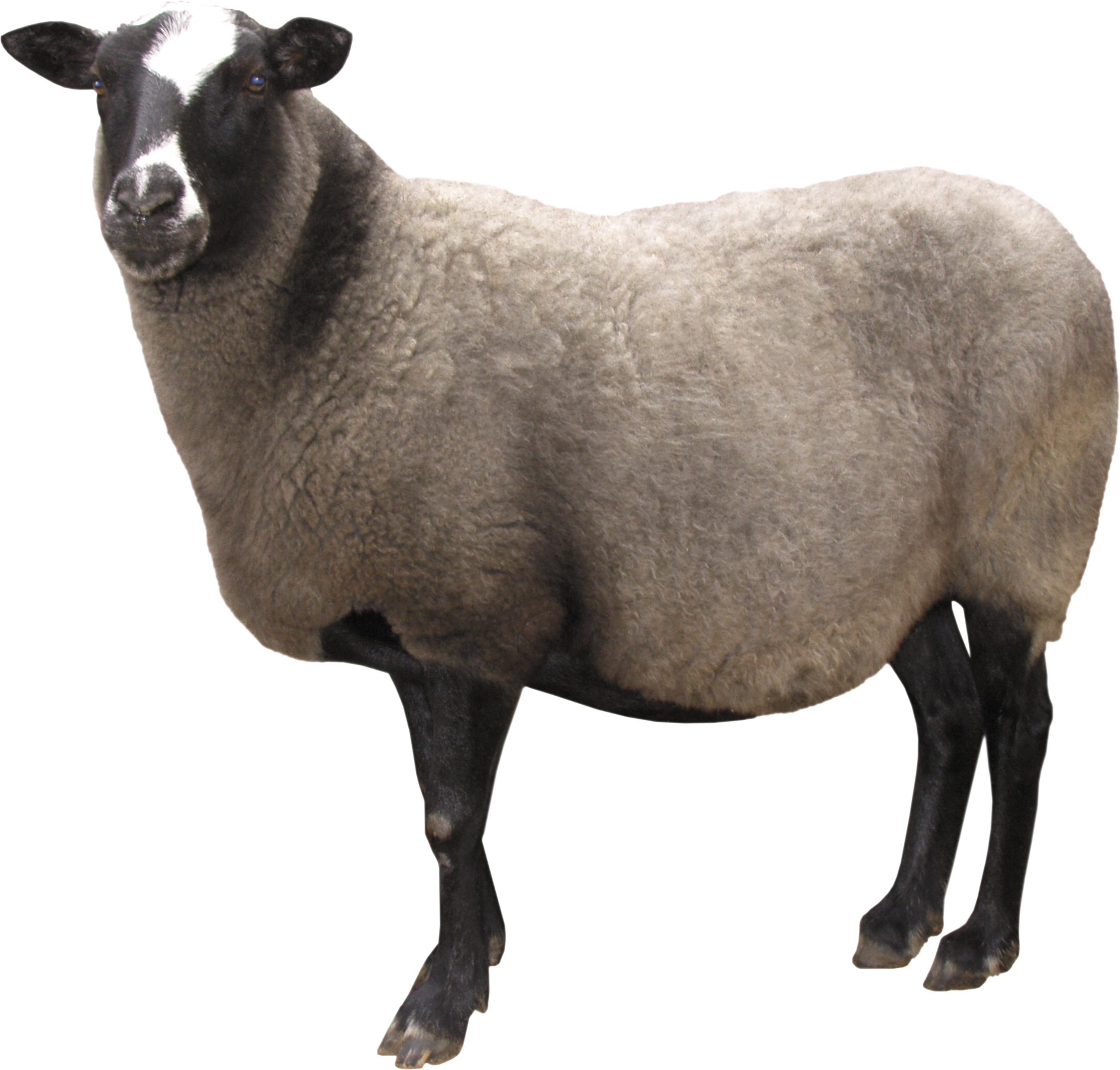 Lamb PNG HD