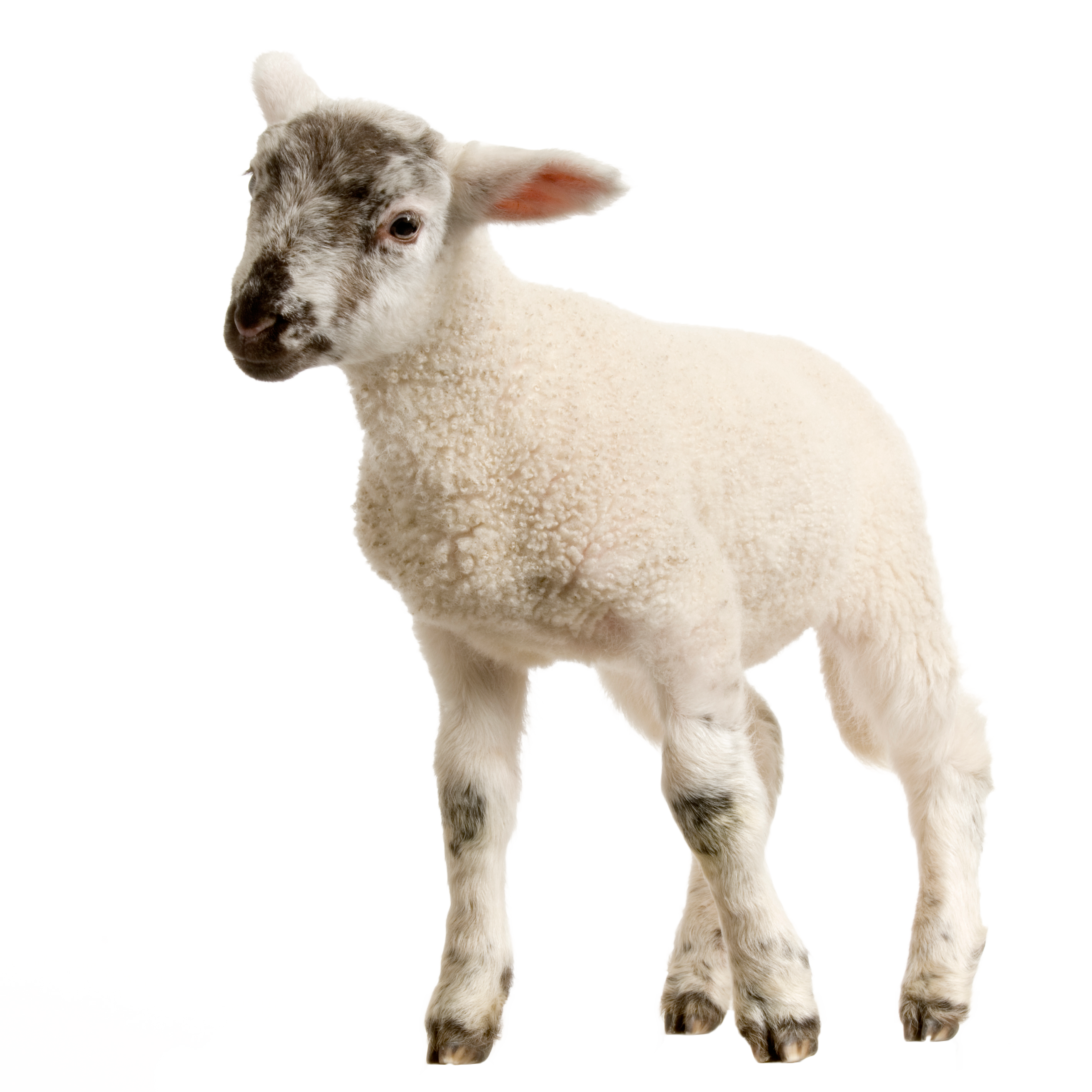 Lamb PNG File pngteam.com