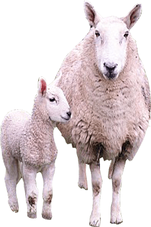 Lamb PNG File pngteam.com