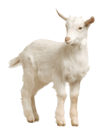 Lamb PNG Image in Transparent pngteam.com