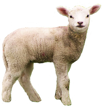 Lamb PNG HD - Lamb Png