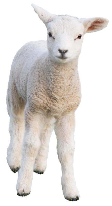 Lamb PNG HD and HQ Image pngteam.com