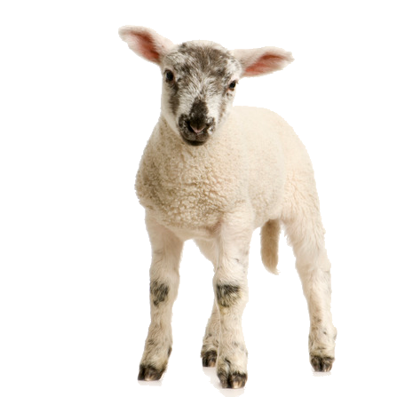 Lamb PNG High Definition Photo Image - Lamb Png