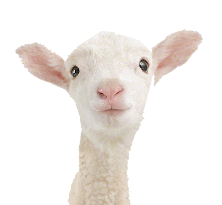 Lamb PNG Transparent pngteam.com