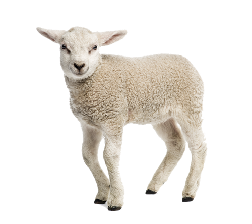 Lamb PNG Transparent - Lamb Png