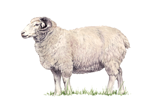 Lamb PNG Transparent