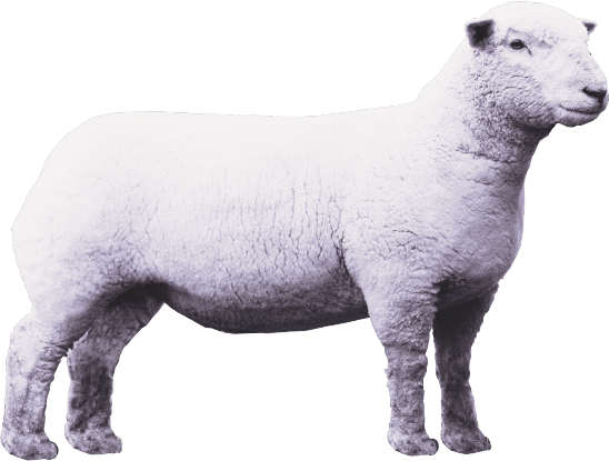 Lamb PNG Transparent pngteam.com