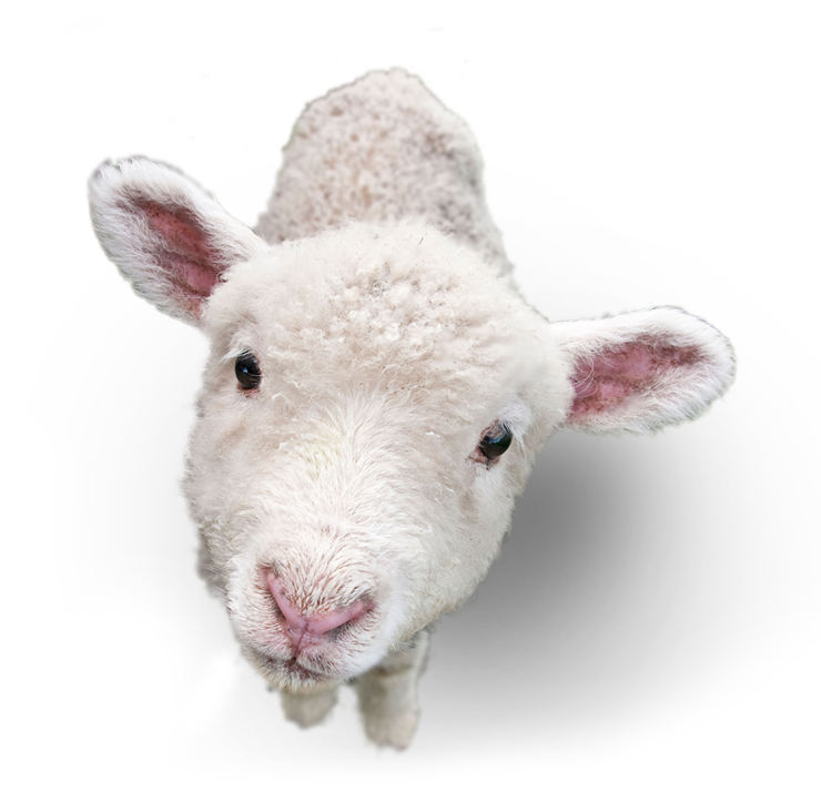 Lamb PNG - Lamb Png