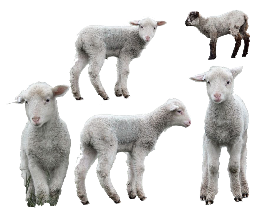 Lamb PNG Picture - Lamb Png