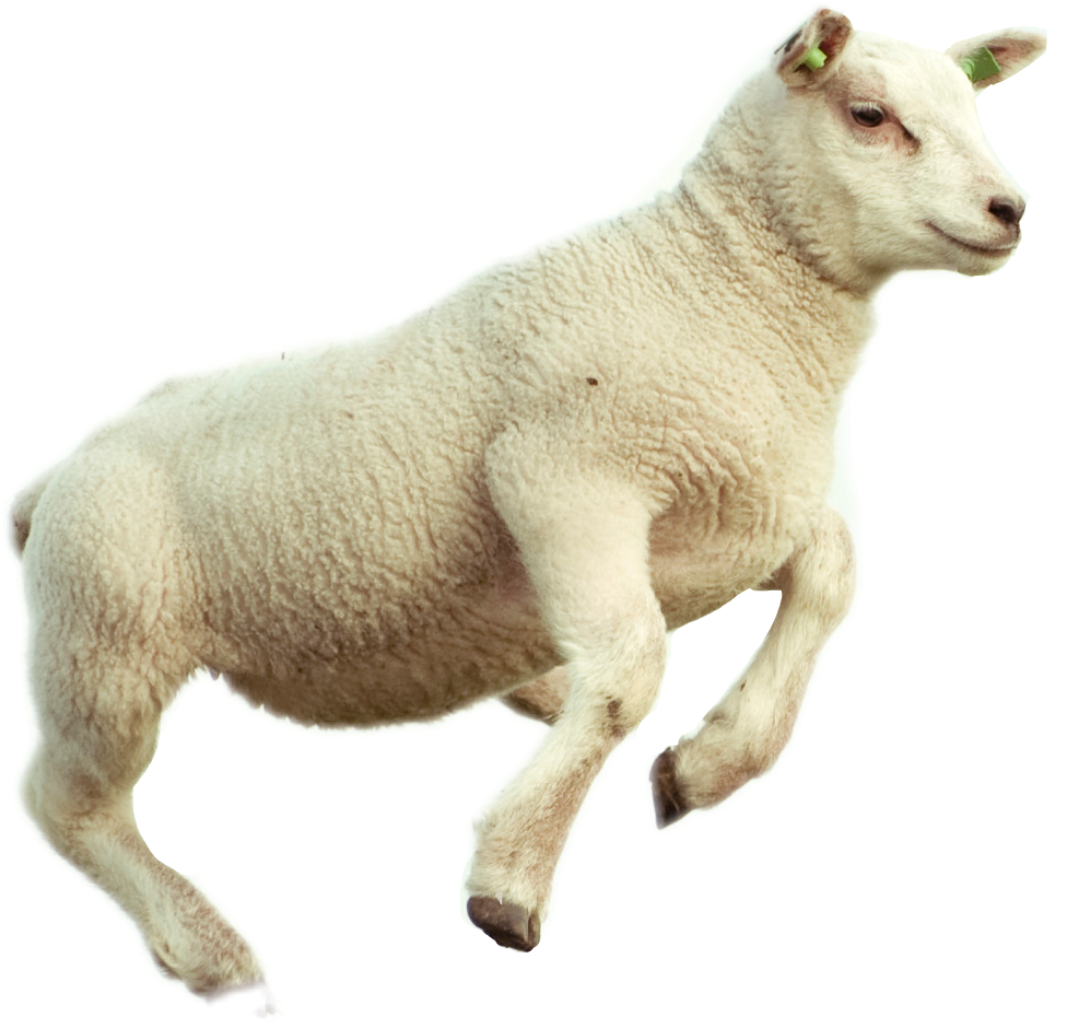 Lamb PNG Transparent - Lamb Png