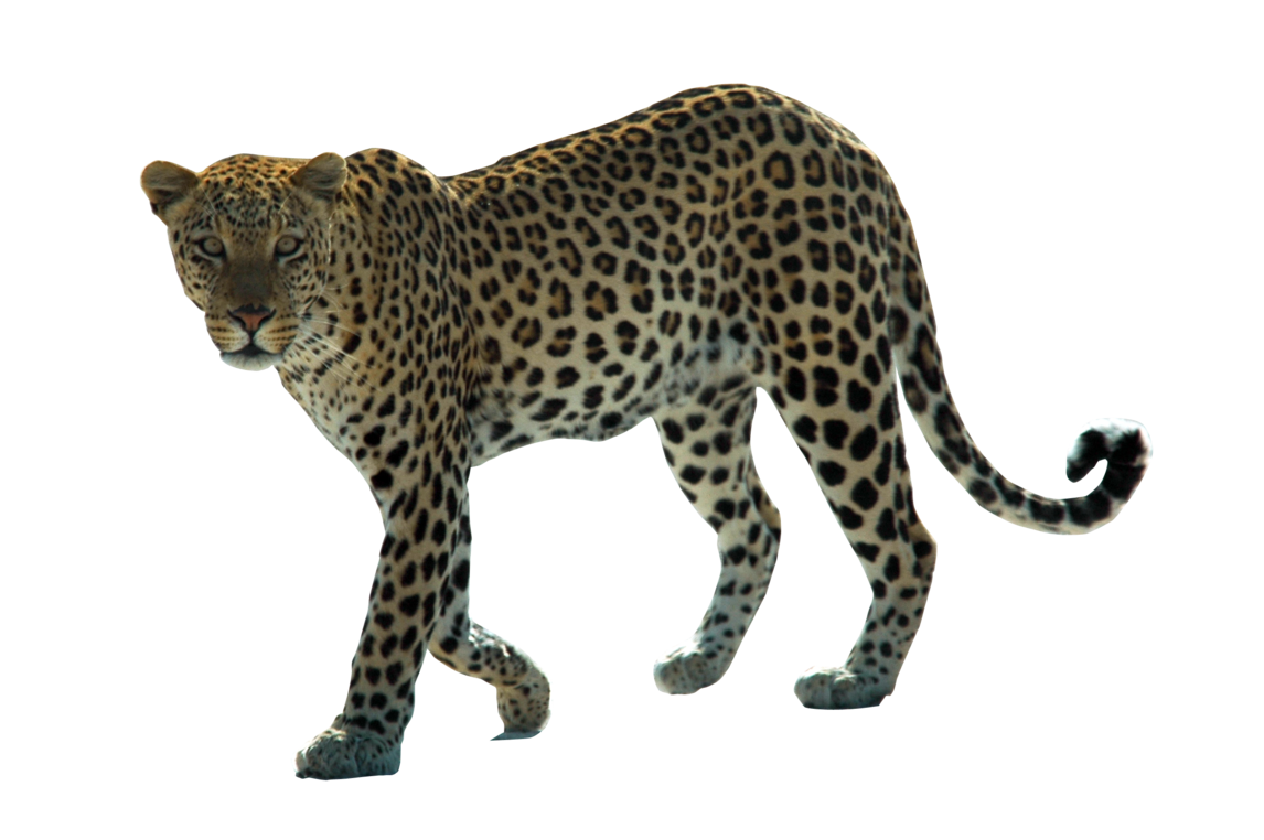 Leopard PNG High Definition Photo Image
