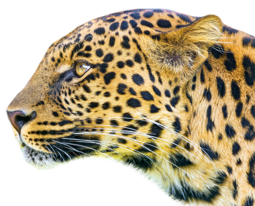 Leopard PNG Transparent pngteam.com