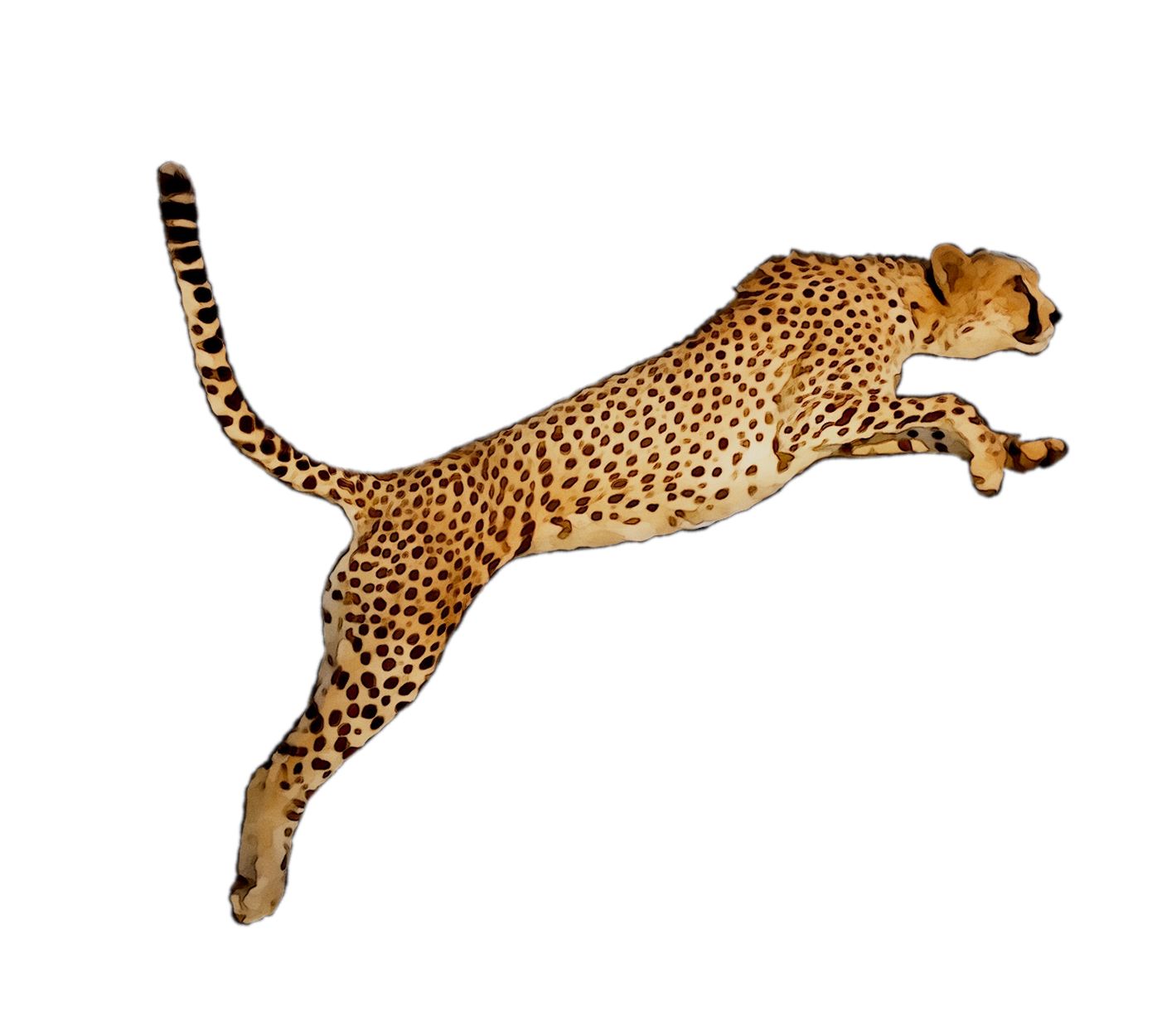 Leopard PNG File pngteam.com