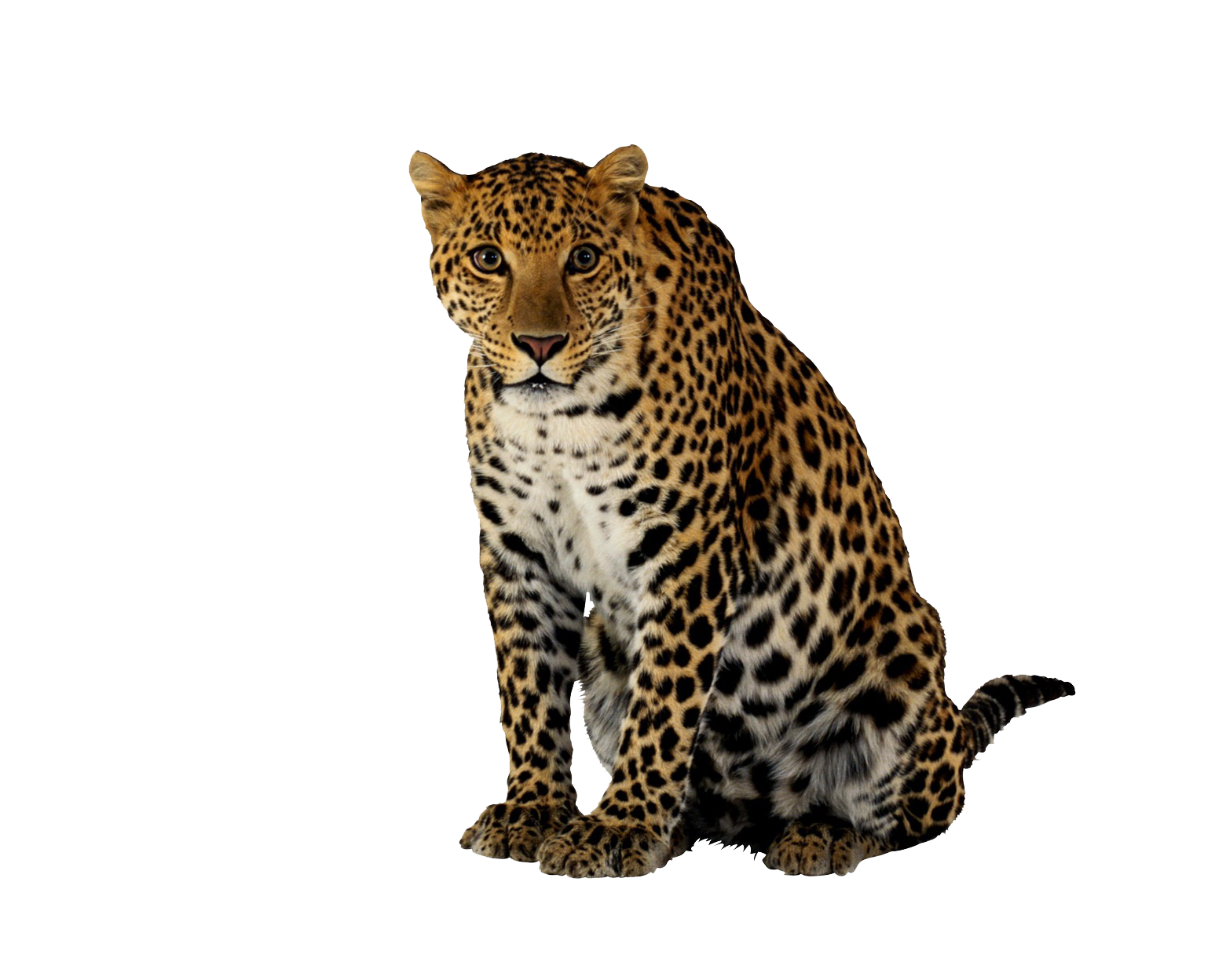 Leopard PNG File pngteam.com