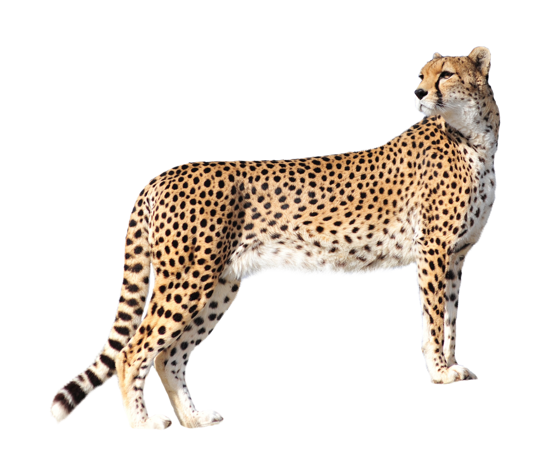 Leopard PNG Image in High Definition - Leopard Png