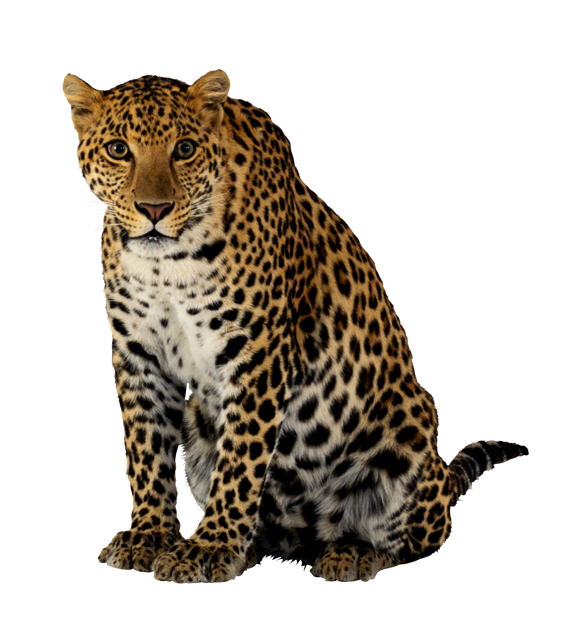 Leopard PNG HQ pngteam.com