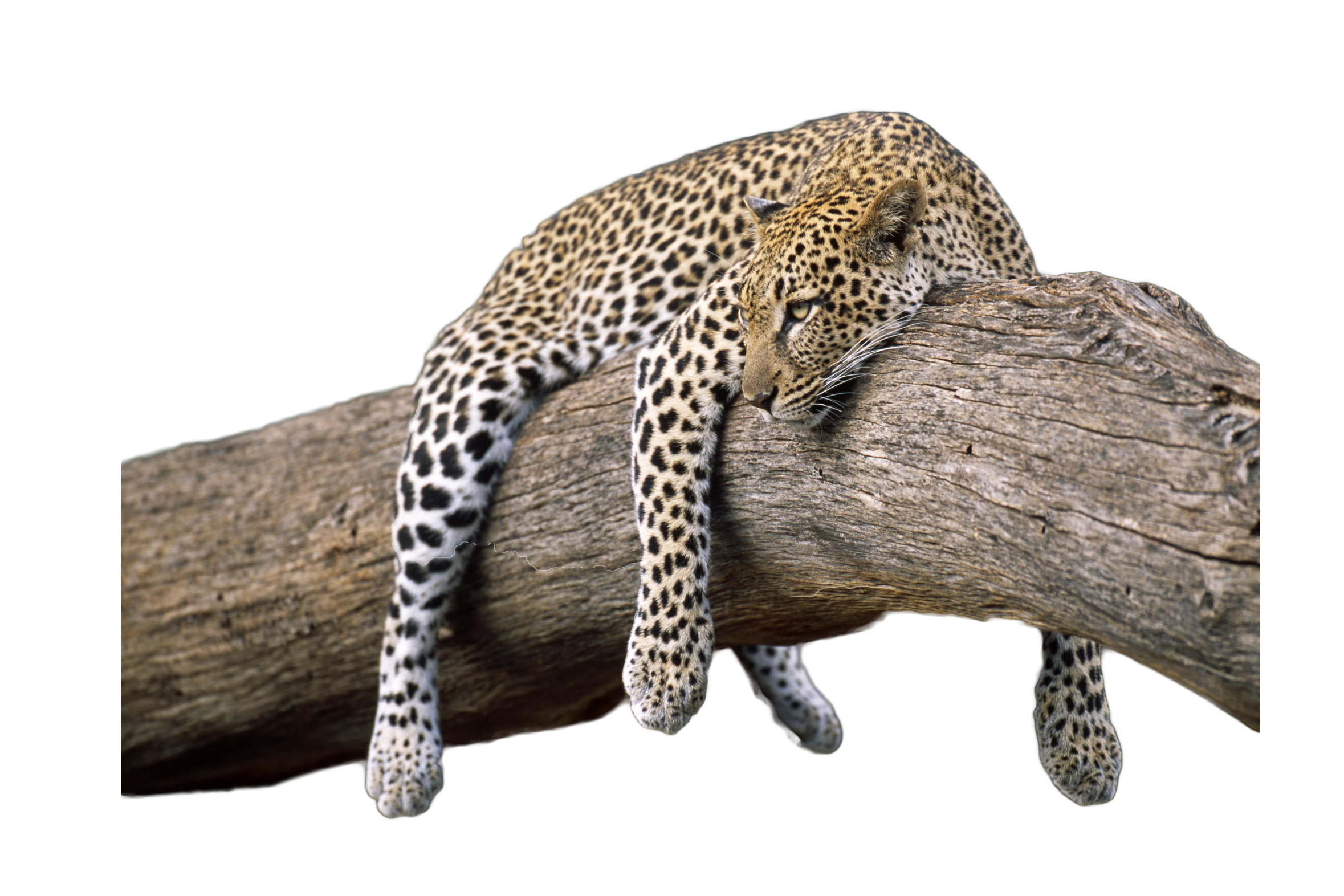 Leopard PNG Image in Transparent