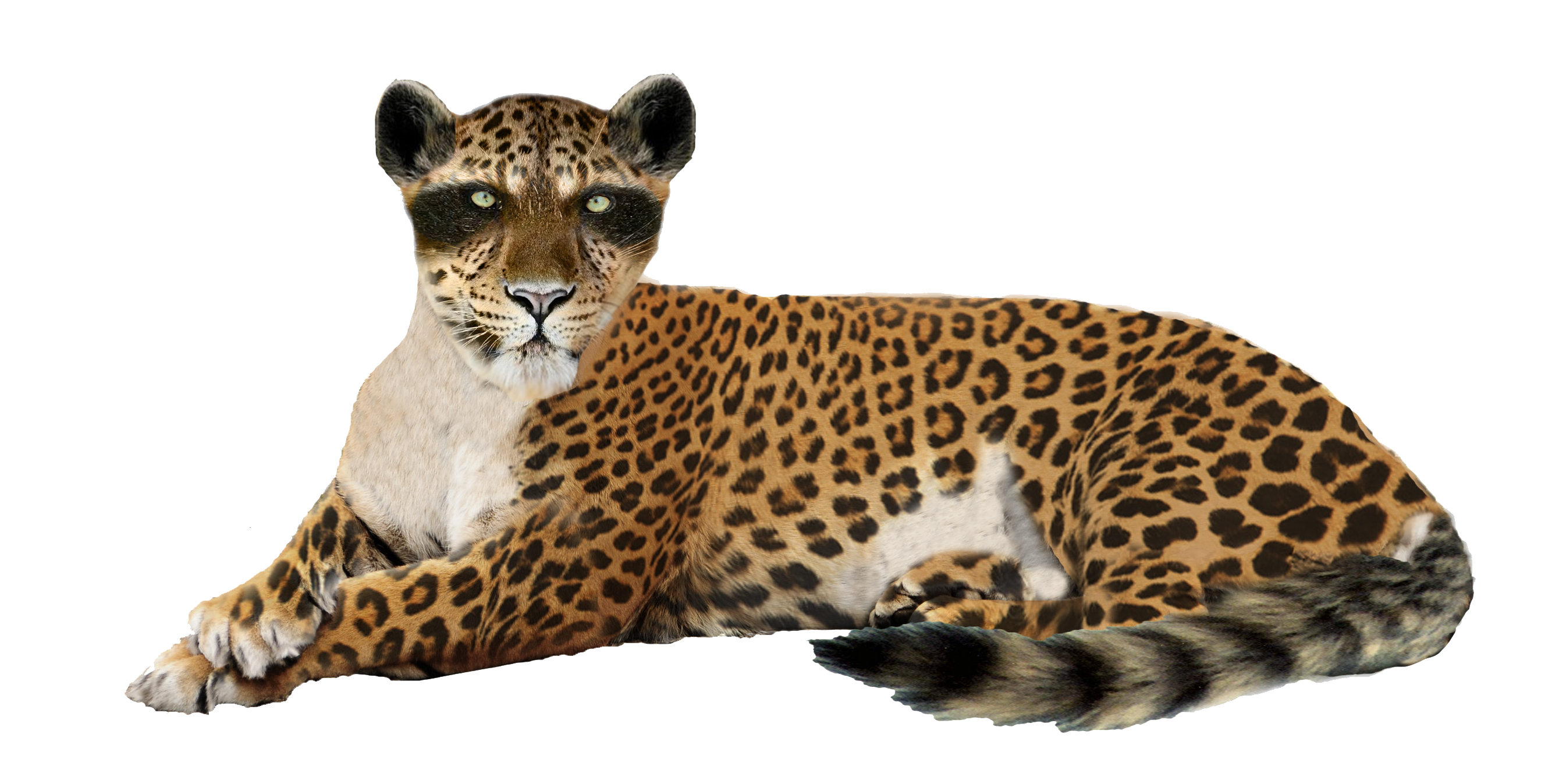 Leopard PNG Best Image pngteam.com