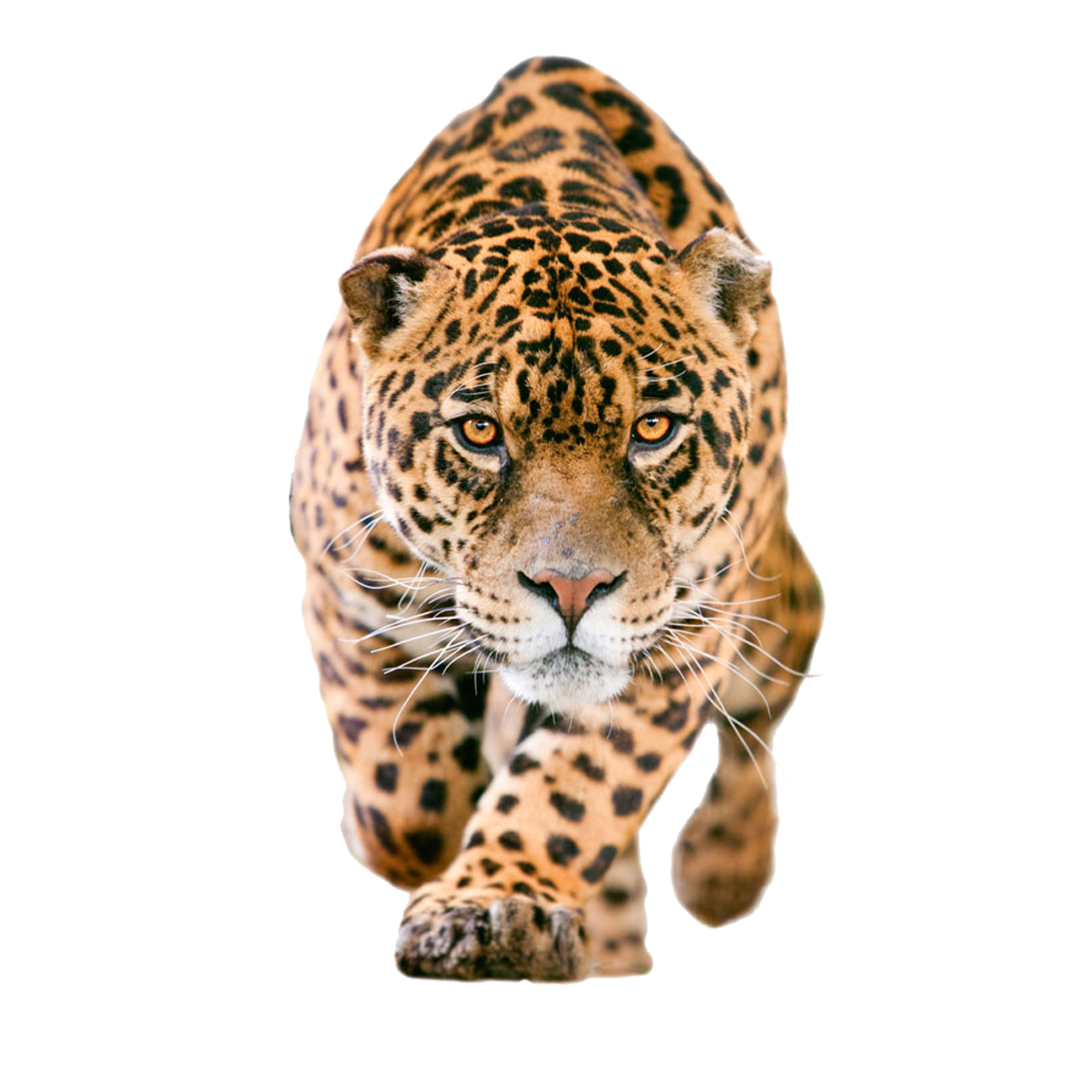 Leopard PNG HD File pngteam.com