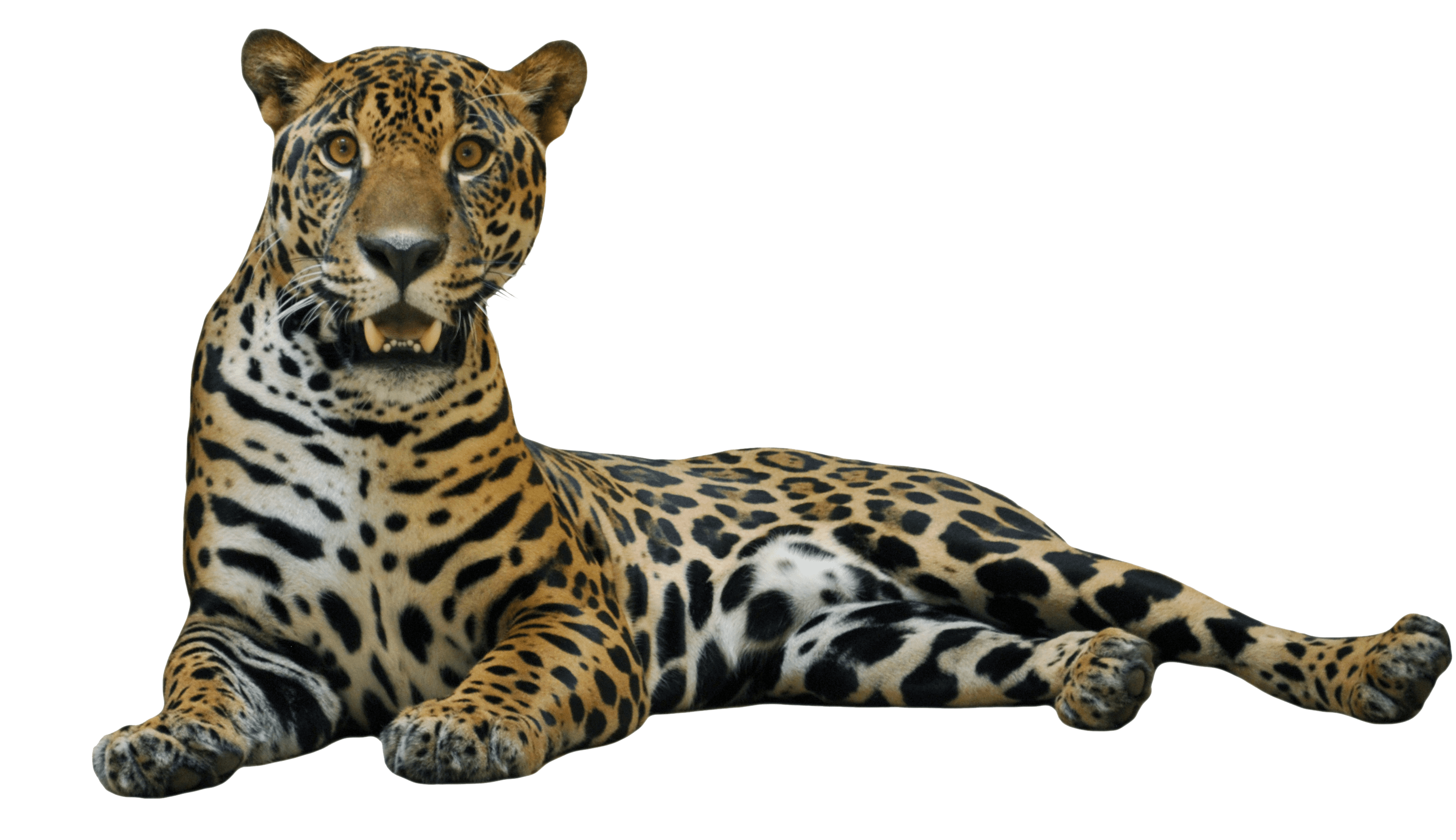 Leopard PNG HD pngteam.com