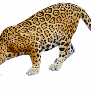 Leopard PNG HD File pngteam.com