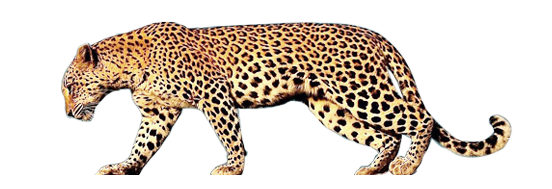 Leopard PNG High Definition Photo Image