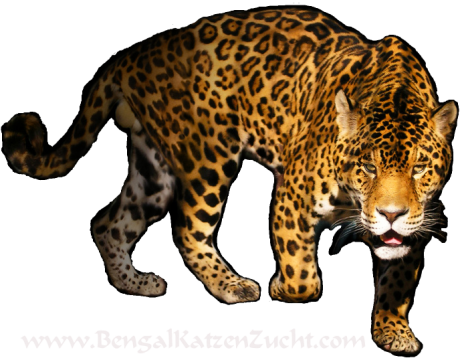 Leopard PNG pngteam.com