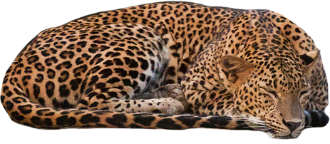 Leopard PNG HD Images pngteam.com