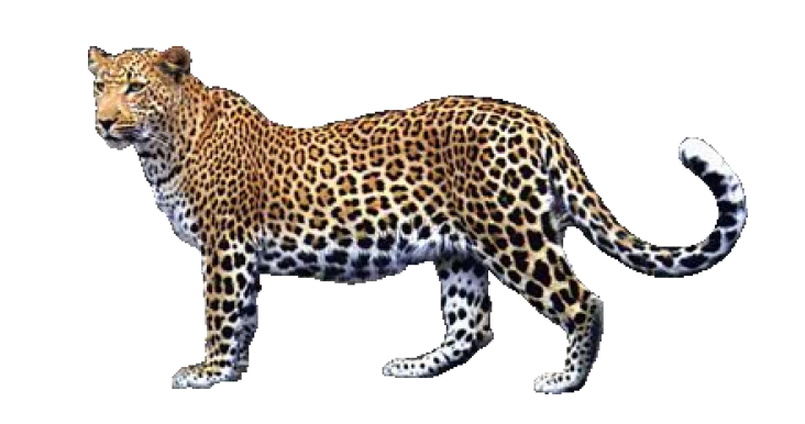 Leopard PNG HD pngteam.com