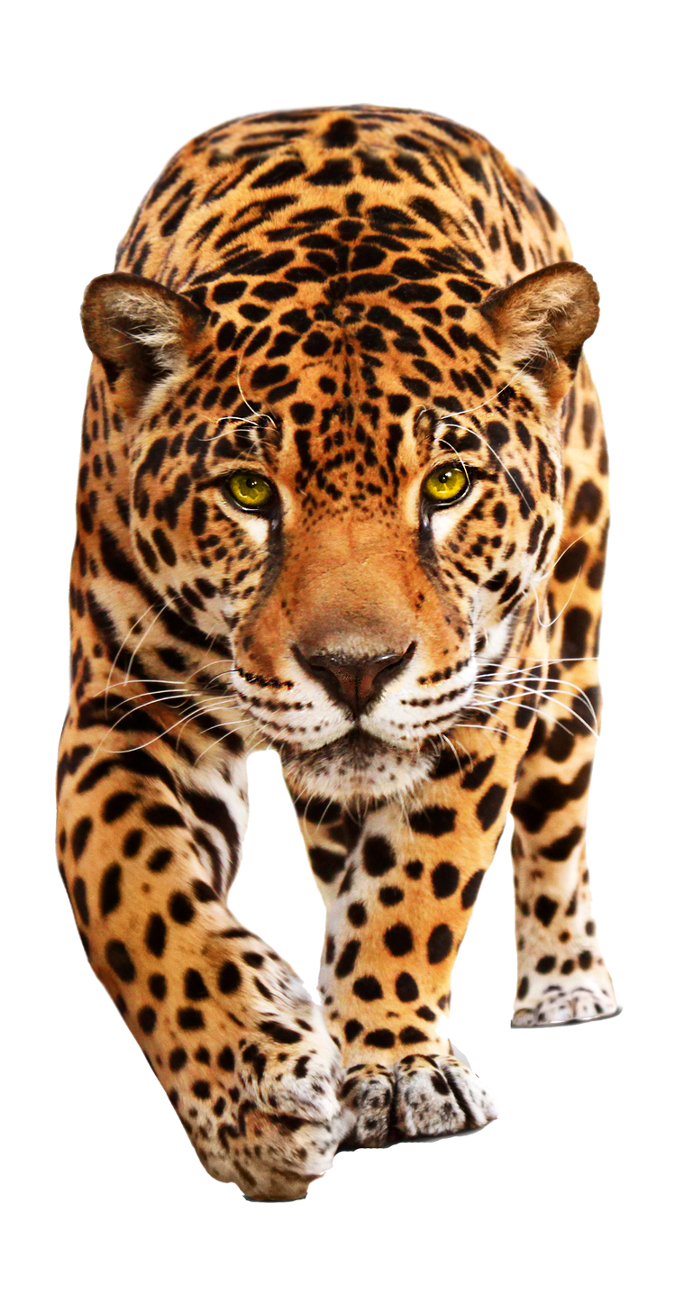 Leopard PNG High Definition Photo Image - Leopard Png