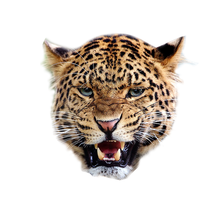 Leopard PNG Best Image