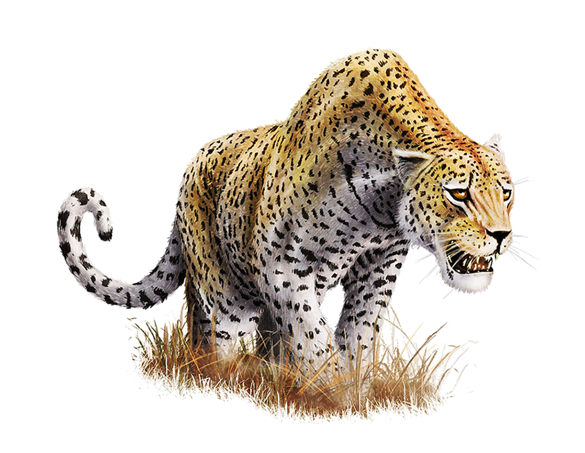 Leopard PNG HD Images