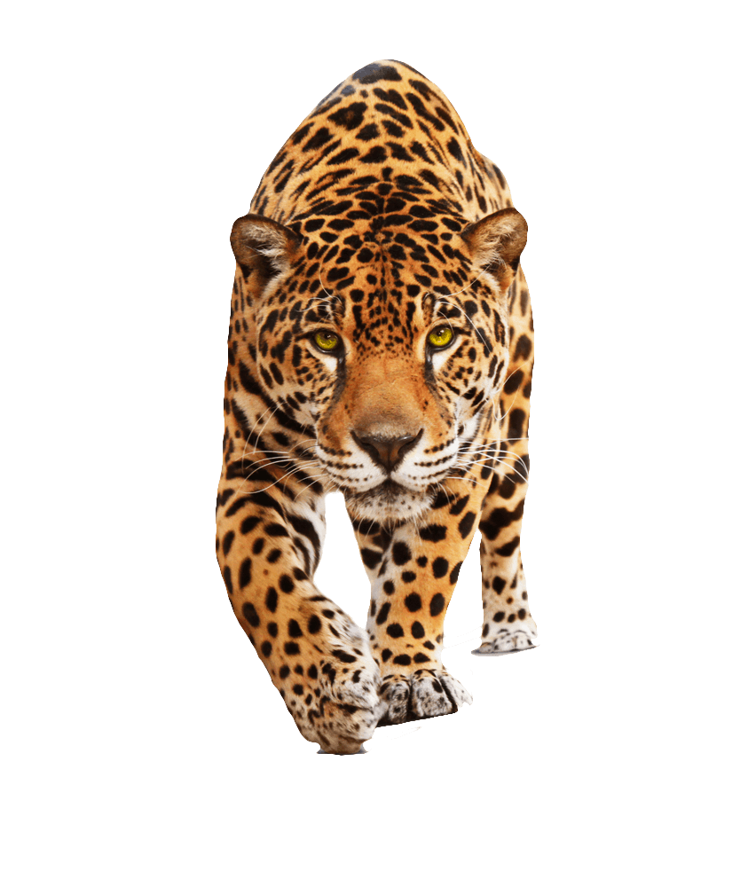 Leopard PNG HQ pngteam.com